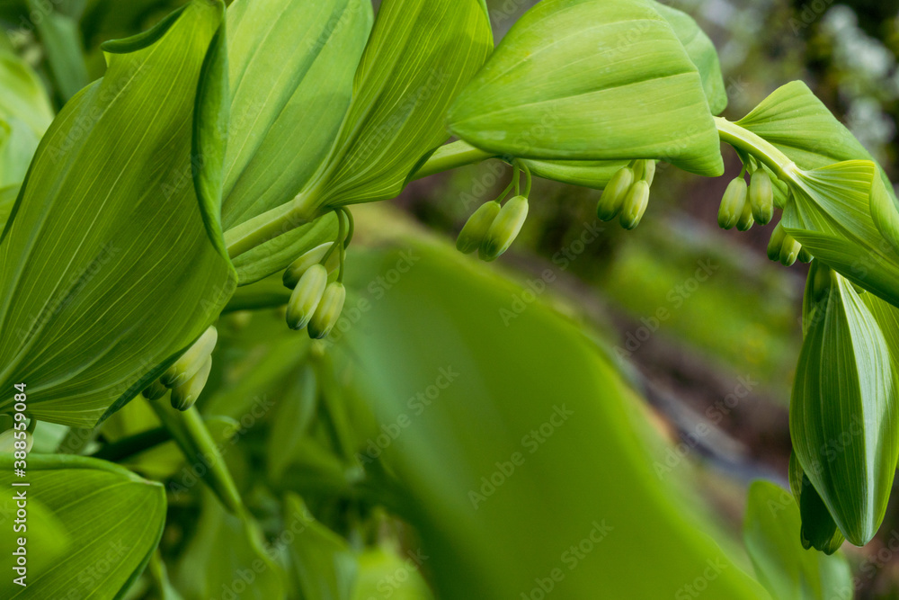 glade with large green garden may-lily of the valley with closed flowers glade with large green garden may-lily of the valley with closed flowers