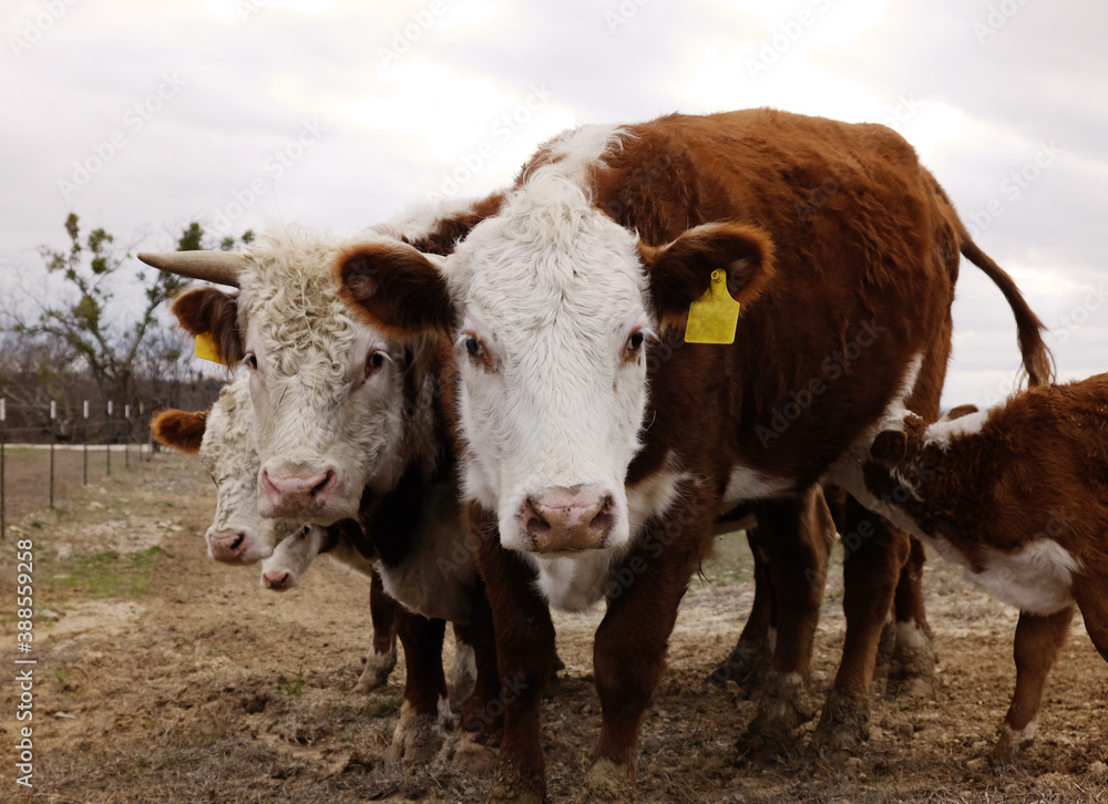 Hereford herd of cattle curiously looking at camera close up on beef cow farm. Hereford herd of cattle curiously looking at camera close up on beef cow farm.