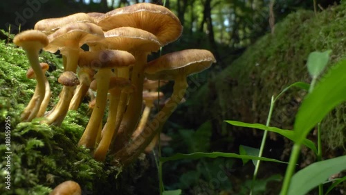 macro photography, detail. false honey mushrooms on a log in the forest.