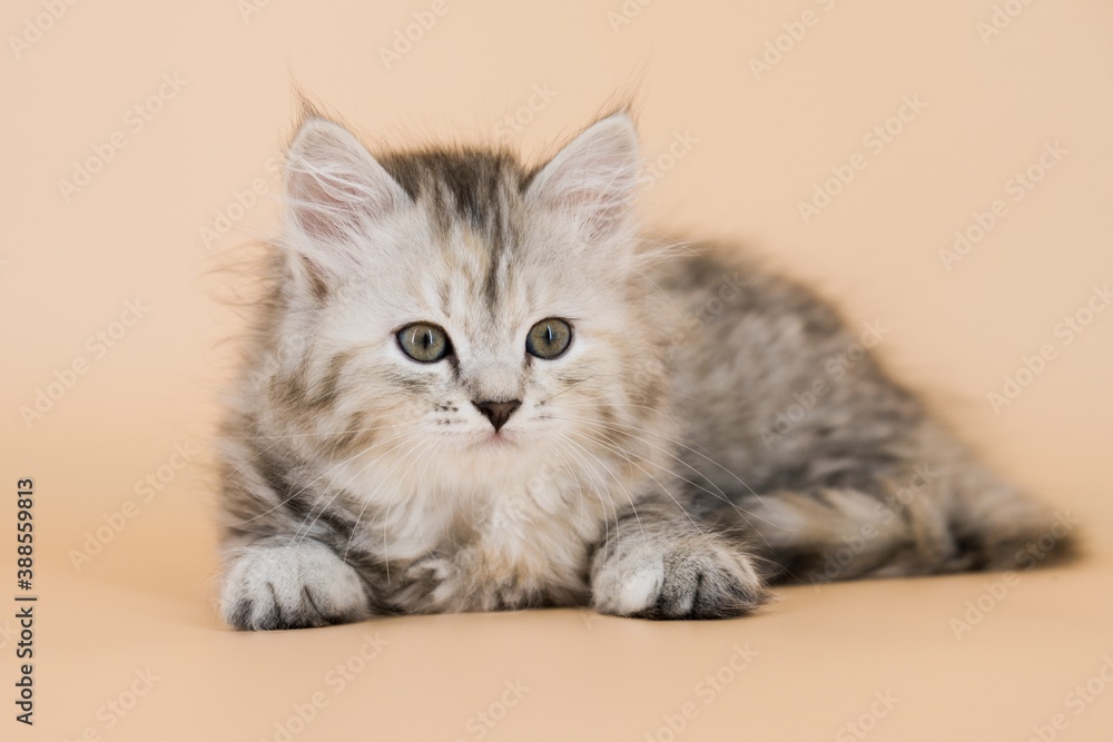 Siberian cat on colored backgrounds Siberian cat on colored backgrounds