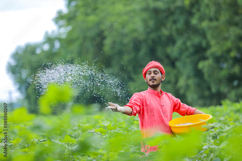 Indian farmer spreading fertilizer in the green cotton field Stock ...