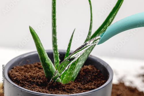 water pouring from a watering can into a flower pot with aloe vera, houseplant care