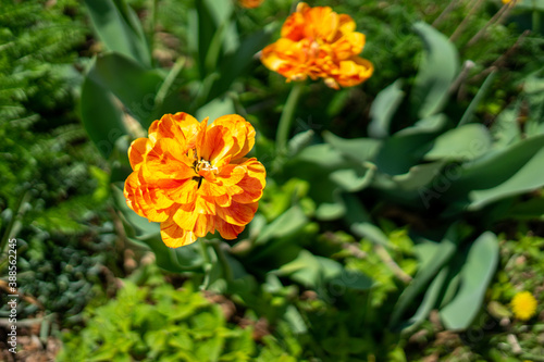 flower marigold orange garden