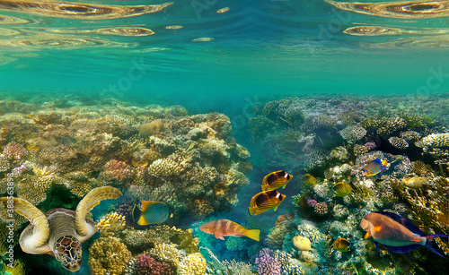 Underwater Colorful Tropical Fishes. © Solarisys