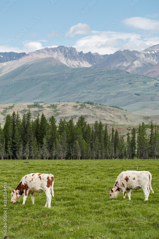 Cows graze in the meadow against the background of the forest and mountains. Wildlife, rural life, province, livestock care. Forage lands. Beautiful landscape with green grass and trees.