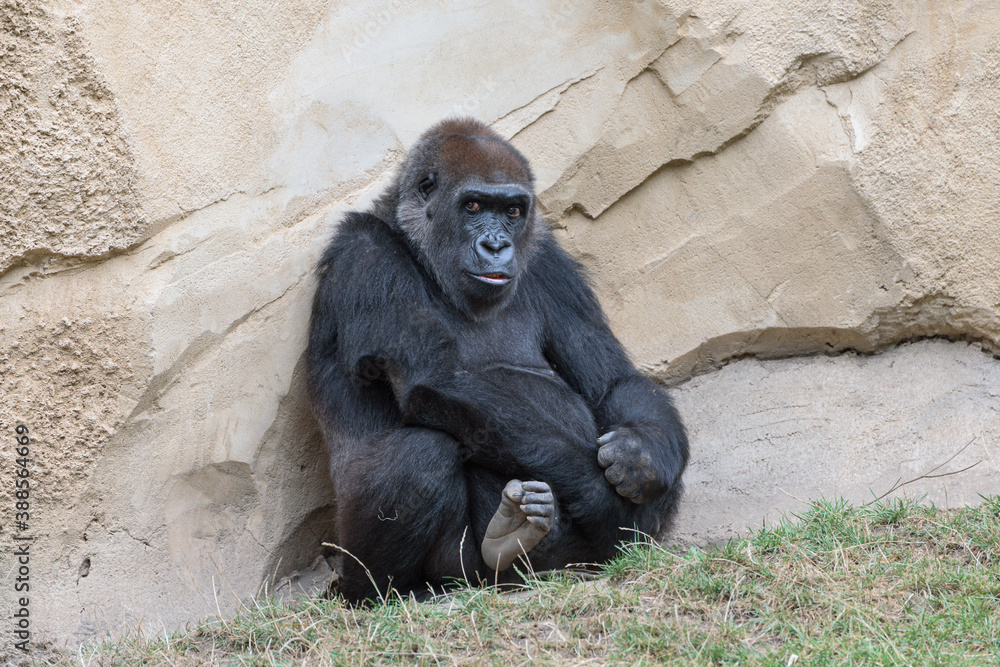 Flachlandgorilla (Gorilla gorilla gorilla), weiblich