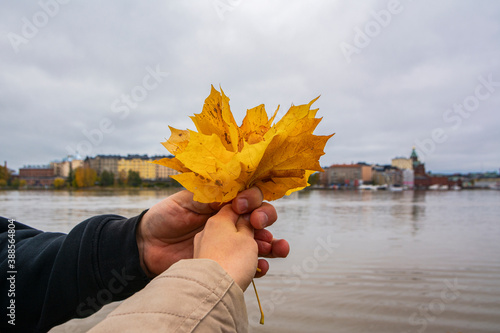 Man and woman holding yellow maple leaves, Tervasaari Island, Helsinki, Finland photo