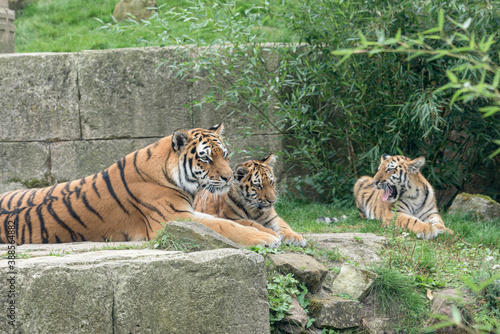 Sibirischer Tiger (Panthera tigris altaica), Mutter mit zwei Jungen