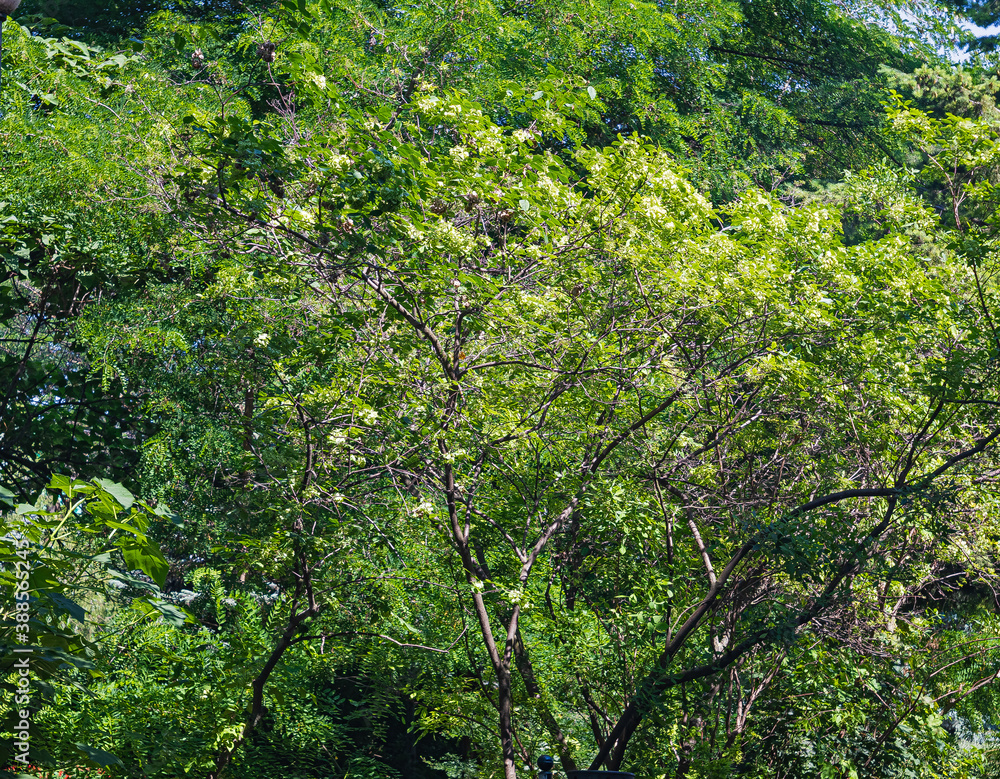 The Dense Interweaving of Branches and Foliage of Trees Formed a Kind of Green Relief Pattern The Dense Interweaving of Branches and Foliage of Trees Formed a Kind of Green Relief Pattern