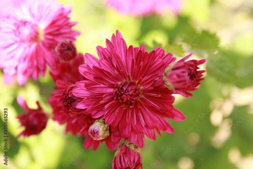 Obraz premium close up of pink dahlia