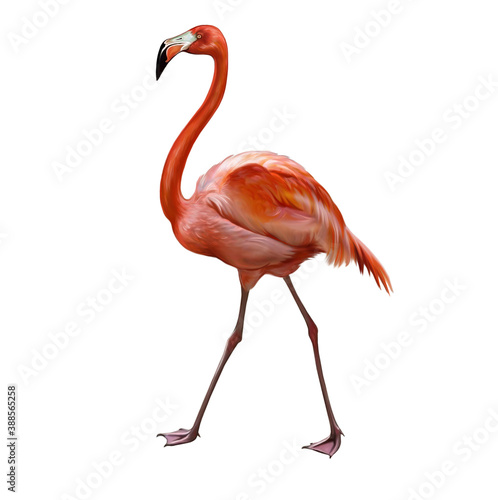 flamingo (Phoenicopterus)