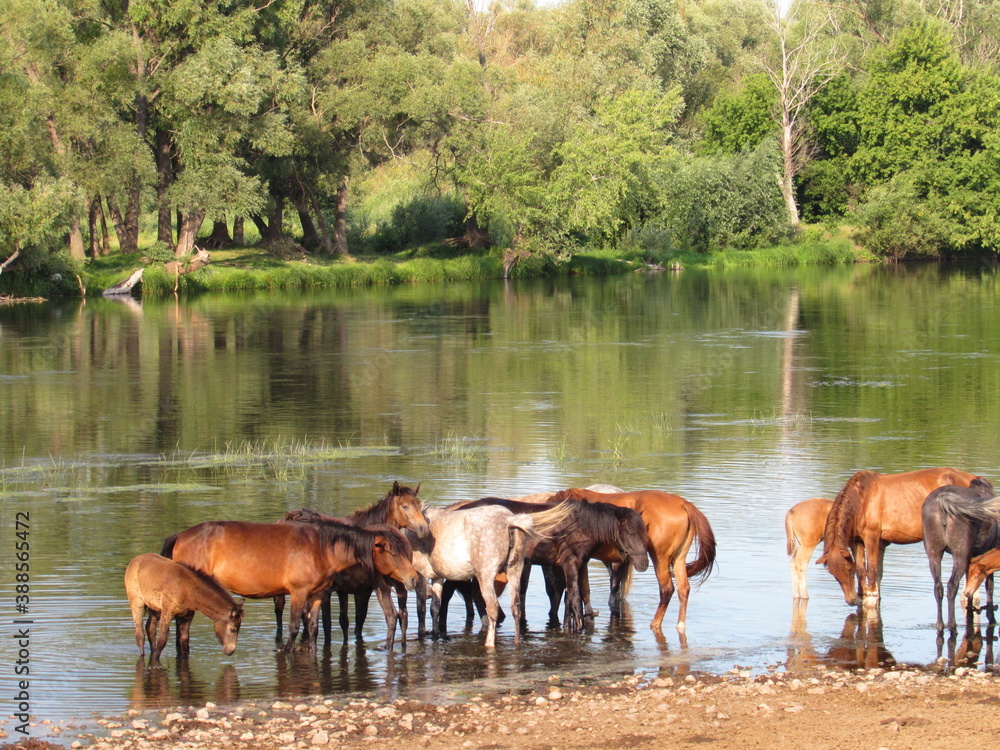 Fototapeta premium horses on the river