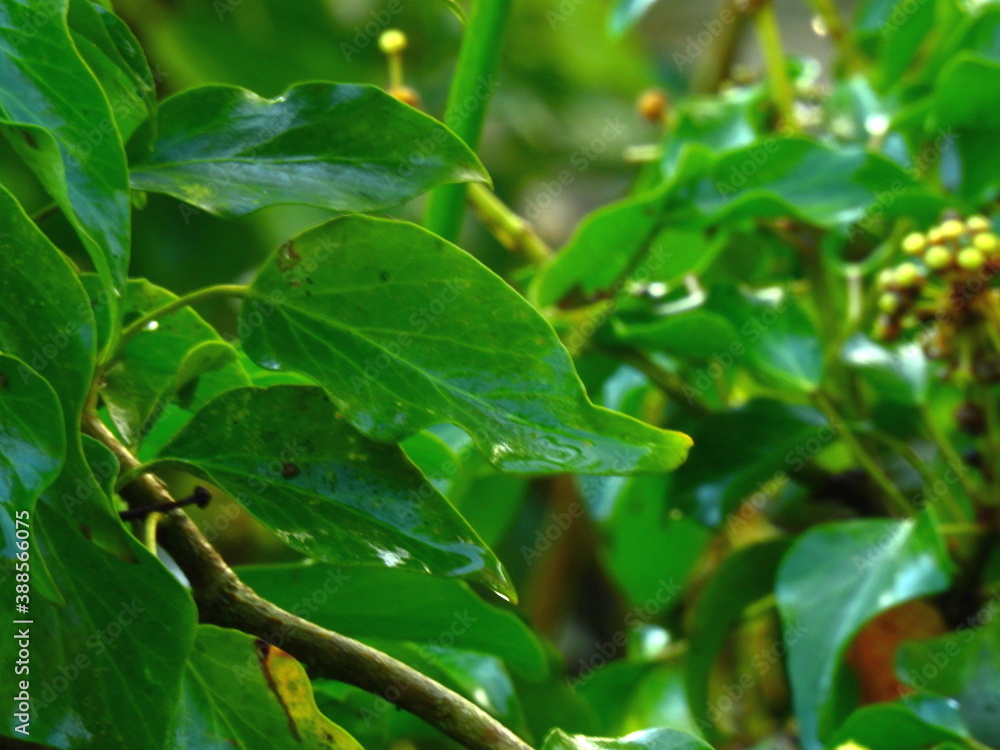 A green leaf sprinkled with the morning rain A green leaf sprinkled with the morning rain