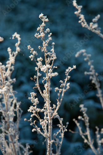Frost on a plant in winter  © Jenny Thompson
