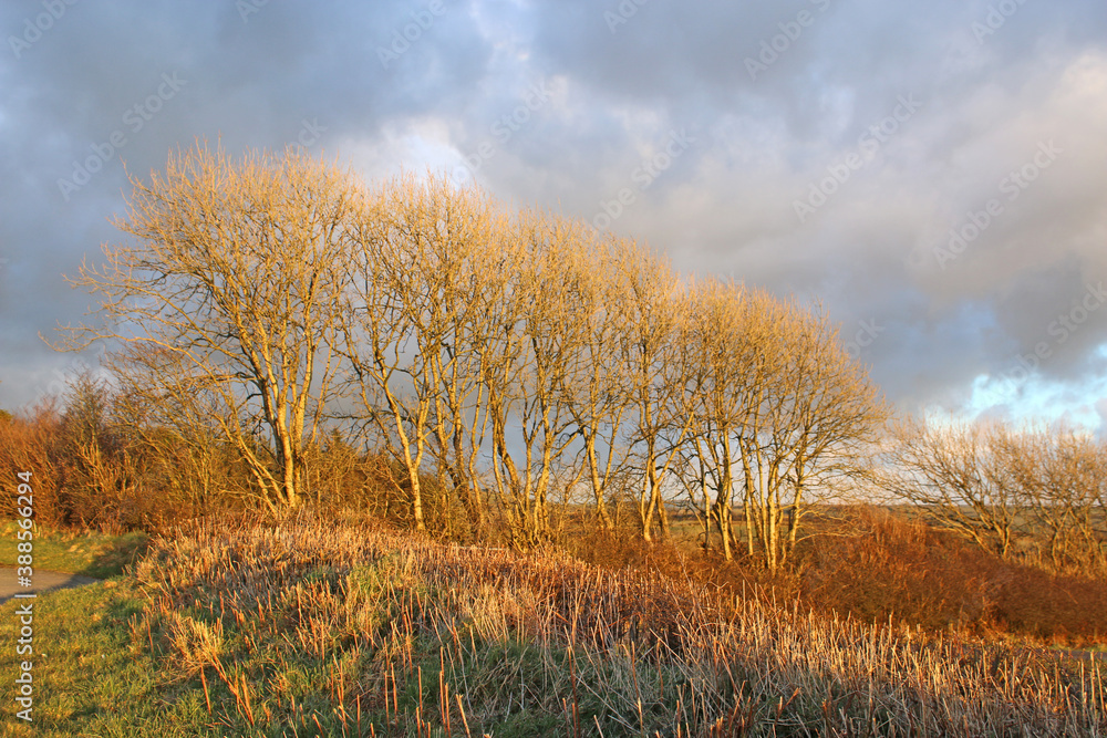 Trees in evening light in winter