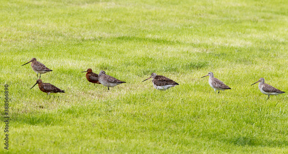 Bar-tailed Godwits resting during migration Bar-tailed Godwits resting during migration