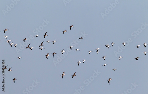 Rosse Grutto, Bar-tailed Godwit, Limosa lapponica