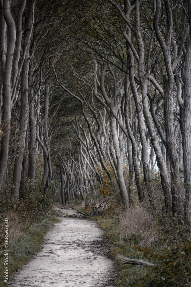 Obraz premium Wald Schwarzer Busch Insel Poel