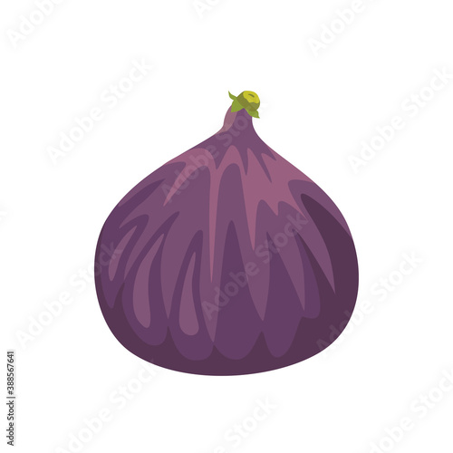 Fig isolated on white. Vector icon. Cartoon flat illustration of fresh fruit.