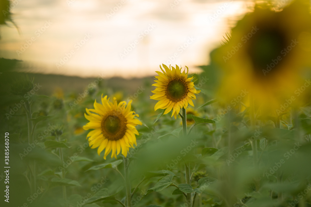 Obraz premium field of sunflowers