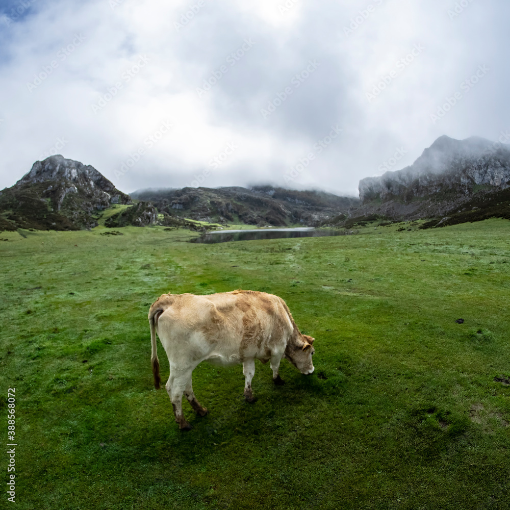 Vaca pastando tranquilamente en el Parque Natural de los Picos de Europa Vaca pastando tranquilamente en el Parque Natural de los Picos de Europa
