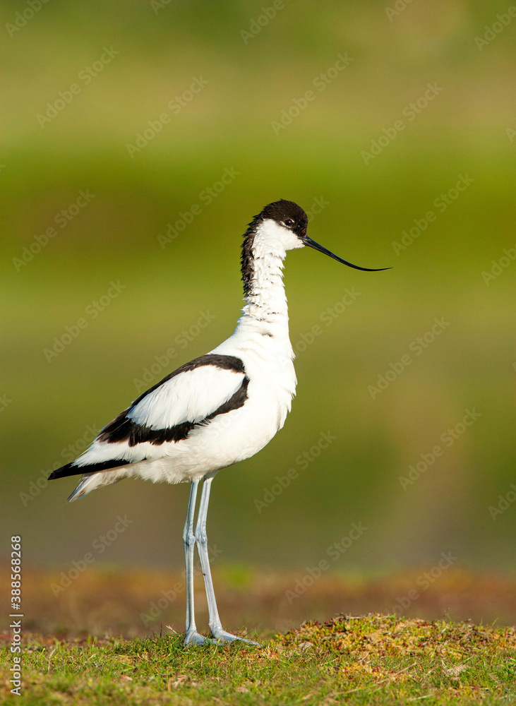 Pied Avocet, Recurvirostra avosetta Pied Avocet, Recurvirostra avosetta