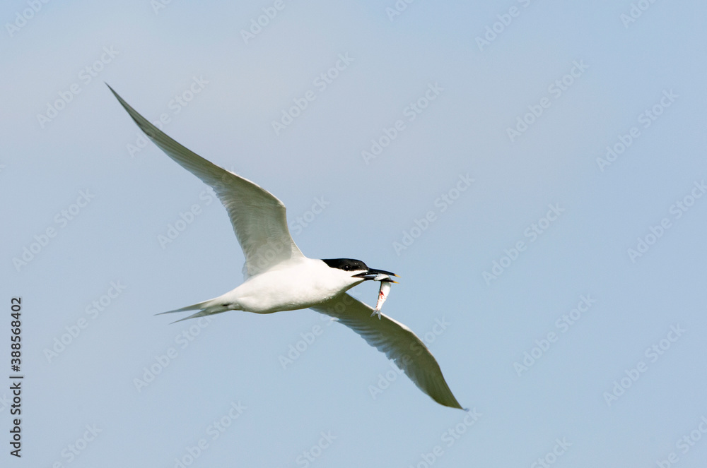 Sandwich Tern, Sterna sandvicensis Sandwich Tern, Sterna sandvicensis