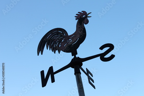rooster in the wind
