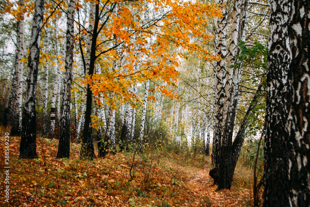 forest autumn path