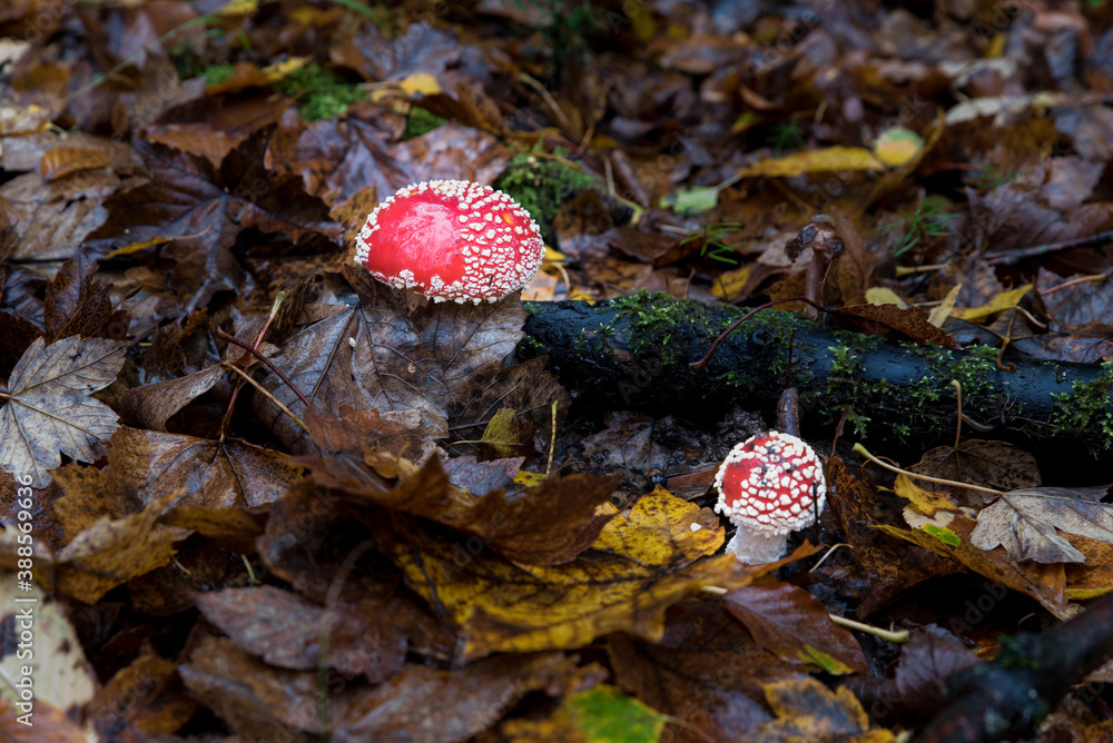 detail of fly amanita in autumn forest