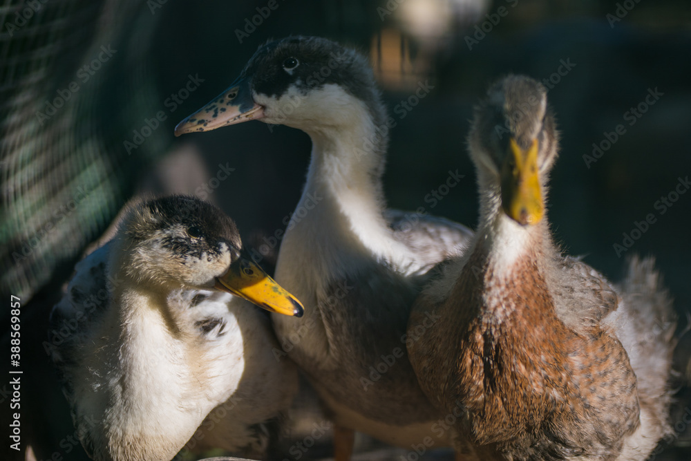 Obraz premium duck and ducklings