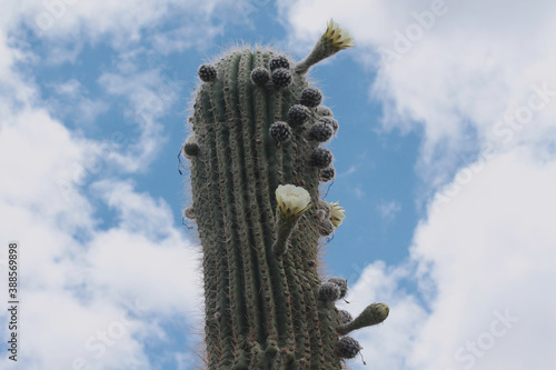 Exotic flora. Closeup view of giant cactus, Echinopsis atacamensis, commonly known as Cardon, long thorns, buds and beautiful flower of white and yellow petals, blooming in the desert. photo