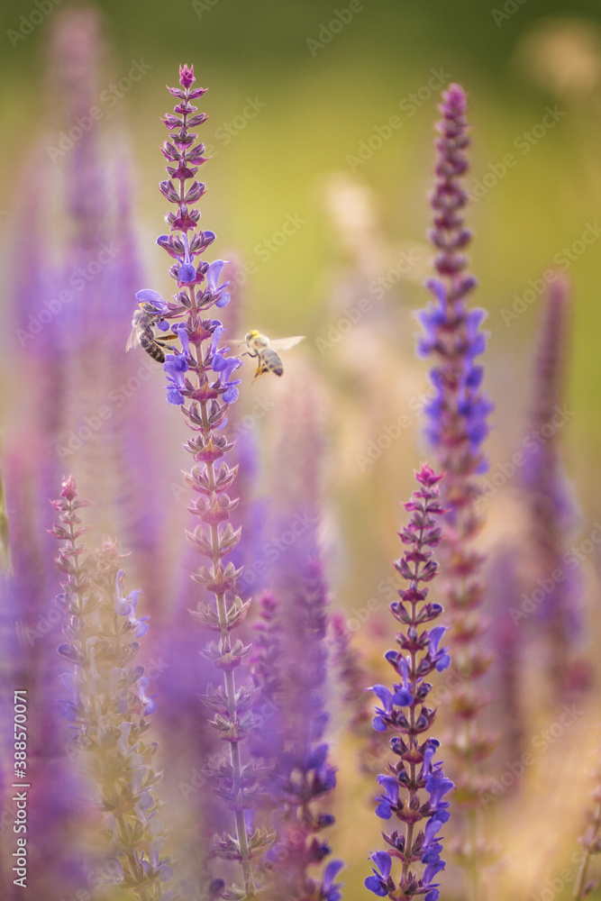 Fototapeta premium close up of lavender flowers