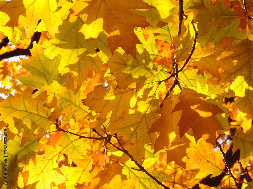 Yellow mapel leafs background Yellow mapel leafs background