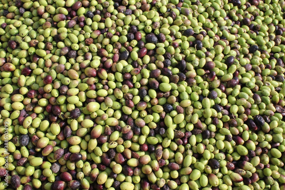 Harvested olives unloaded from truck to the press hopper in olive oil mill located in the outskirts of Athens in Attica, Greece.