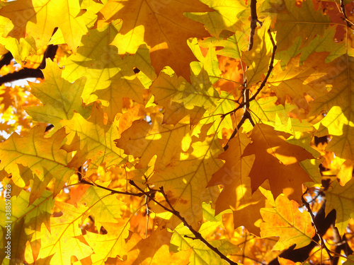 Yellow mapel leafs background