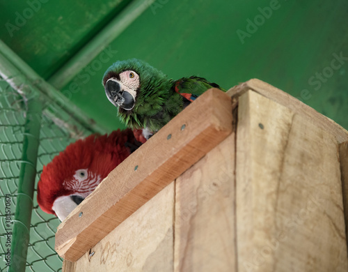 Perico y papagayo del ecosistema Boliviano 