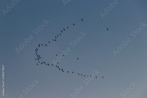 Birds in the blue sky.