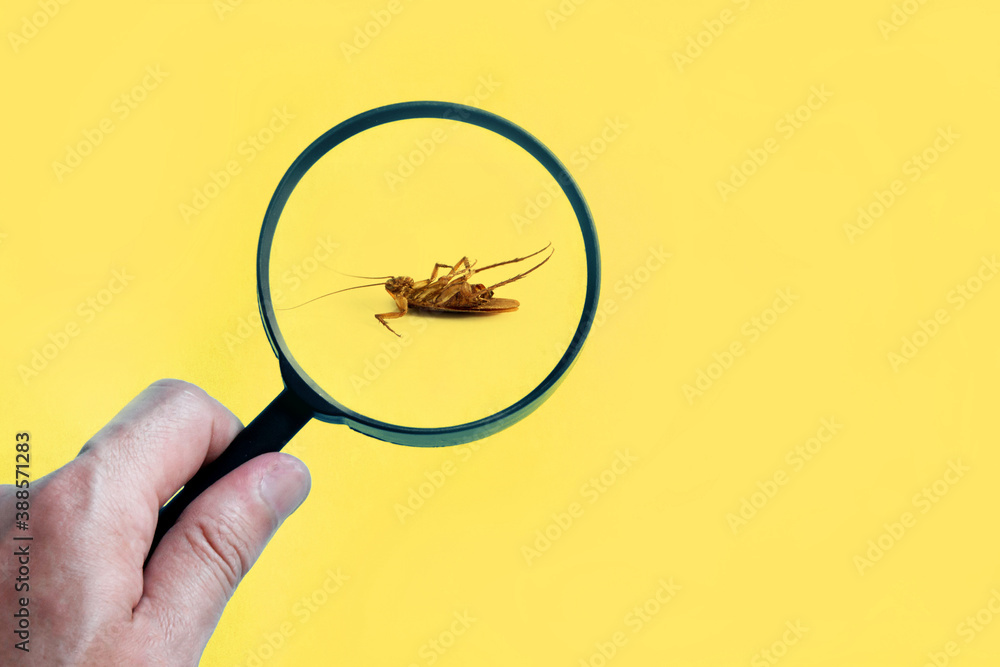 Dead cockroach on floor zooming by magnifying glass , pest control service  Stock Photo | Adobe Stock