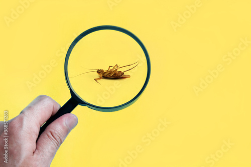 Dead cockroach on floor zooming by magnifying glass , pest control service