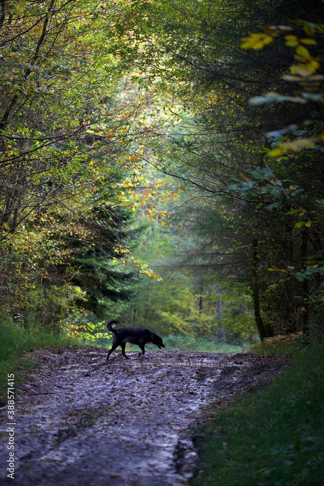 Naklejka premium Chemin de randonnée forêt chien noir qui traverse - nature tourisme marche promenade balade