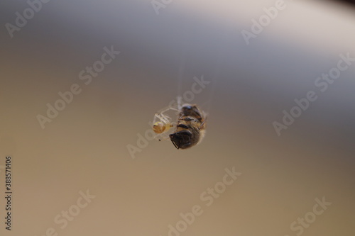 spider on the web