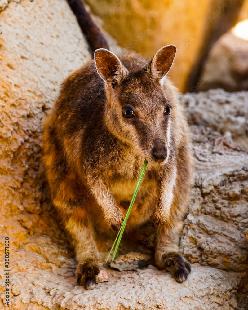 Rock Wallaby auf Magnetic Island Australien