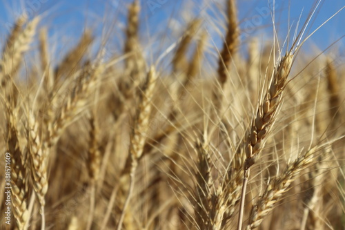 field of wheat © MeteKaan
