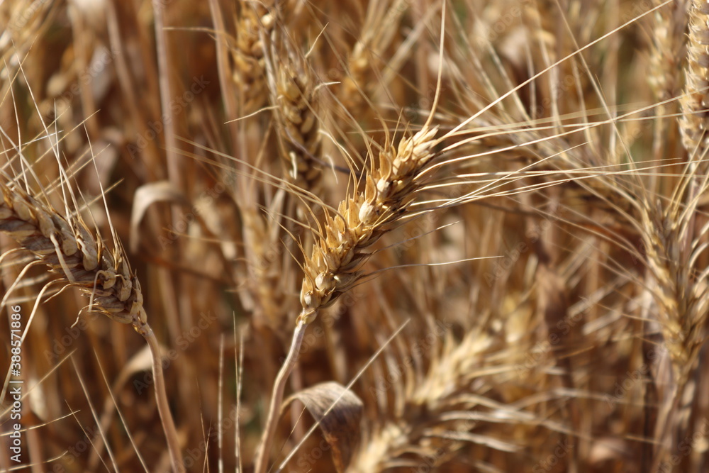 golden wheat field golden wheat field
