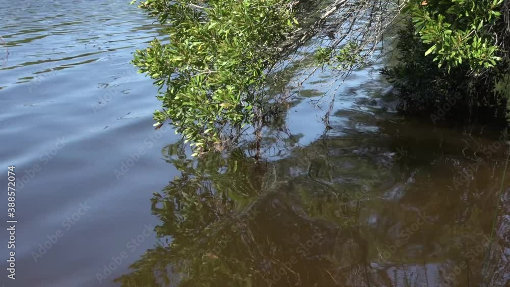 Tree limb dipping into muddy water gently blowing in the breeze in the afternoon with its reflection showing in the water. Tree limb dipping into muddy water gently blowing in the breeze in the afternoon with its reflection showing in the water.