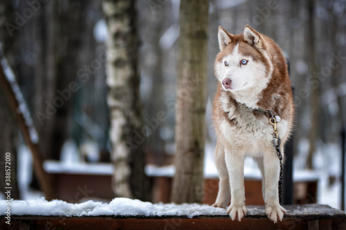 husky dog