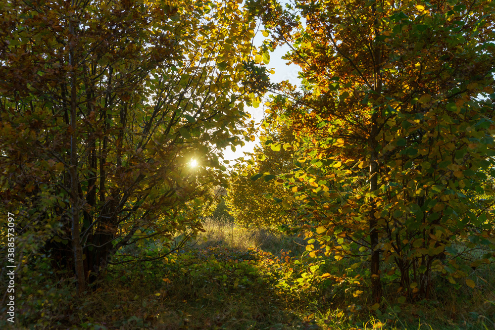 Magnificent view of bushes in autumn against the light Magnificent view of bushes in autumn against the light