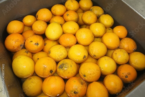 Fresh oranges under cool water
