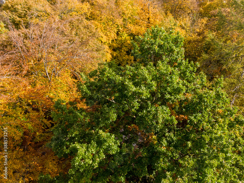 Aerial view of trees in golden and green autumn colors 